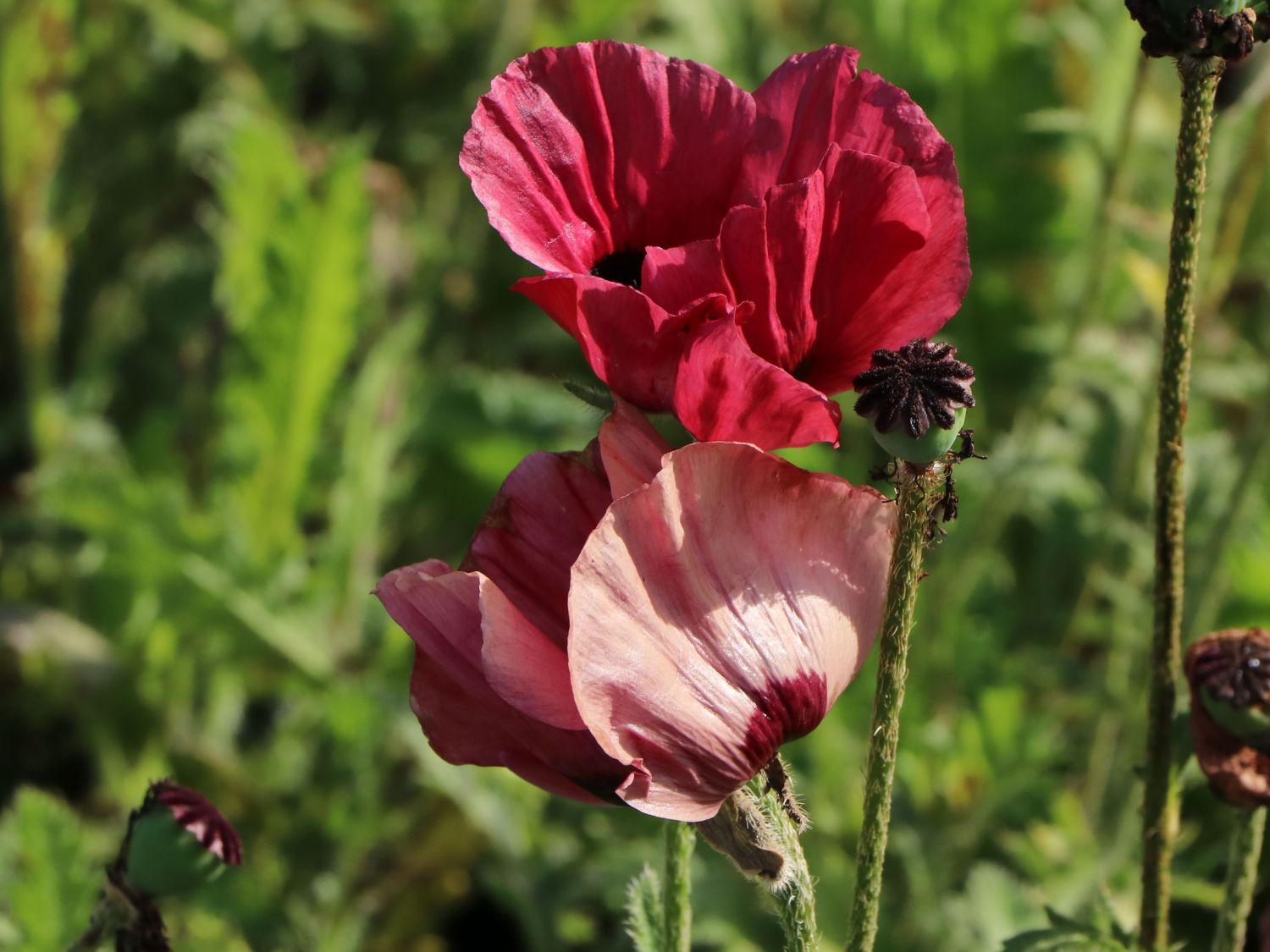 Orientalischer Mohn 'Royal Chocolate Distinction'