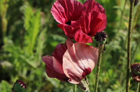 Orientalischer Mohn 'Royal Chocolate Distinction' - Papaver orientale 'Royal Chocolate Distinction'