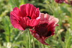 Orientalischer Mohn 'Royal Chocolate Distinction' - Papaver orientale 'Royal Chocolate Distinction'