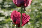 Orientalischer Mohn 'Royal Chocolate Distinction' - Papaver orientale 'Royal Chocolate Distinction'
