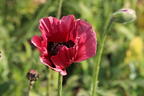 Orientalischer Mohn 'Royal Chocolate Distinction' - Papaver orientale 'Royal Chocolate Distinction'