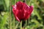Orientalischer Mohn 'Royal Chocolate Distinction' - Papaver orientale 'Royal Chocolate Distinction'