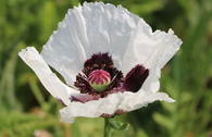 Orientalischer Mohn 'Royal Wedding'