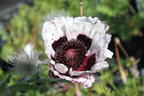 Orientalischer Mohn 'Royal Wedding' - Papaver orientale 'Royal Wedding'