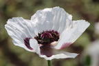 Orientalischer Mohn 'Royal Wedding' - Papaver orientale 'Royal Wedding'
