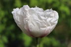 Orientalischer Mohn 'Royal Wedding' - Papaver orientale 'Royal Wedding'