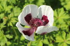 Orientalischer Mohn 'Royal Wedding' - Papaver orientale 'Royal Wedding'