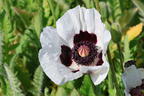 Orientalischer Mohn 'Royal Wedding' - Papaver orientale 'Royal Wedding'