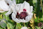 Orientalischer Mohn 'Royal Wedding' - Papaver orientale 'Royal Wedding'