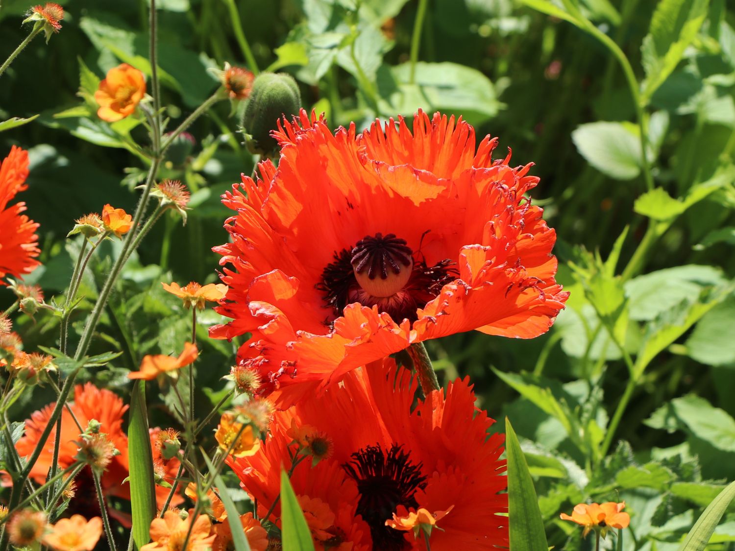 Orientalischer Mohn 'Türkenlouis'
