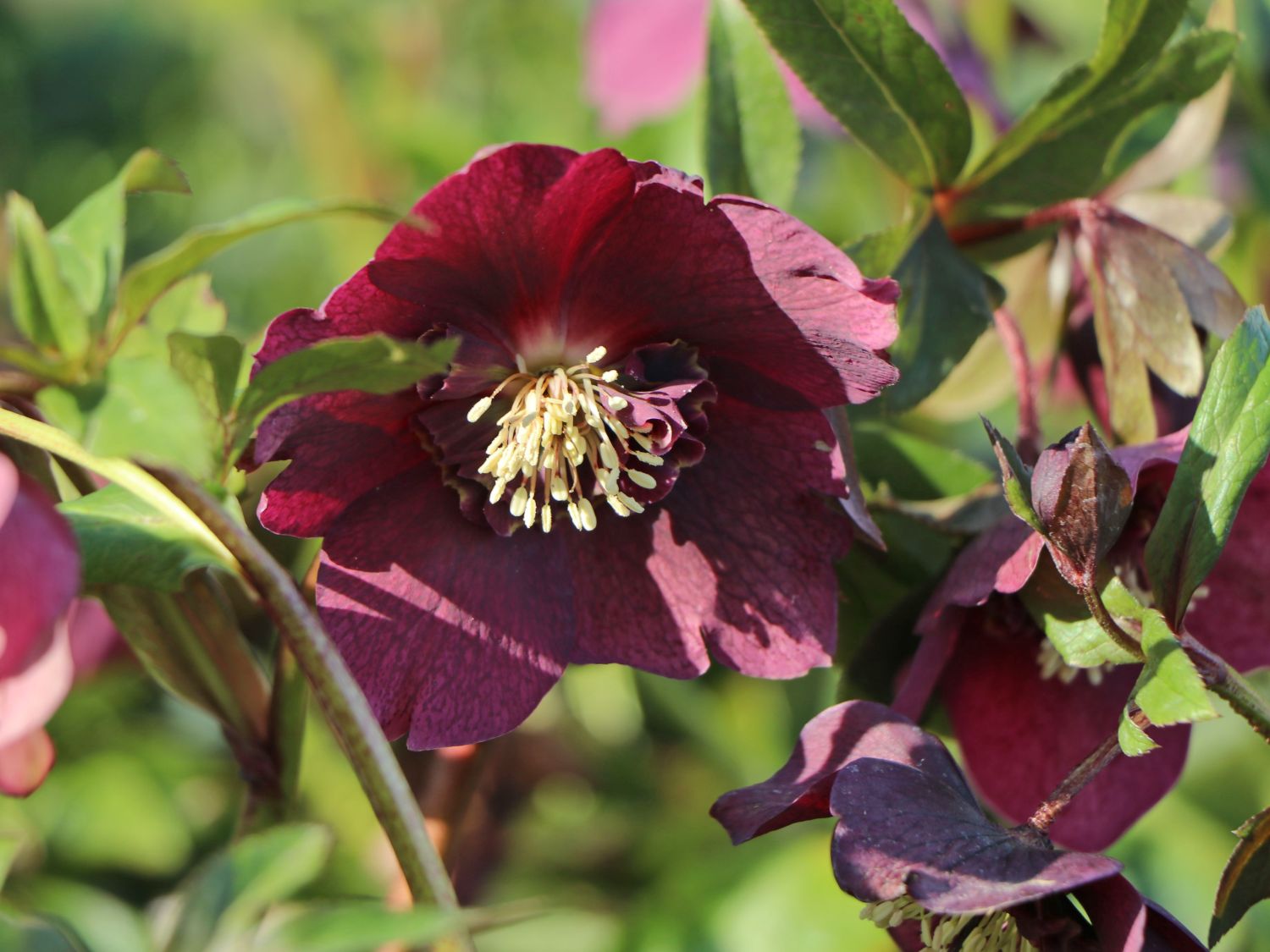 Orientalischer Nieswurz / Christrose 'Pretty Ellen Red'