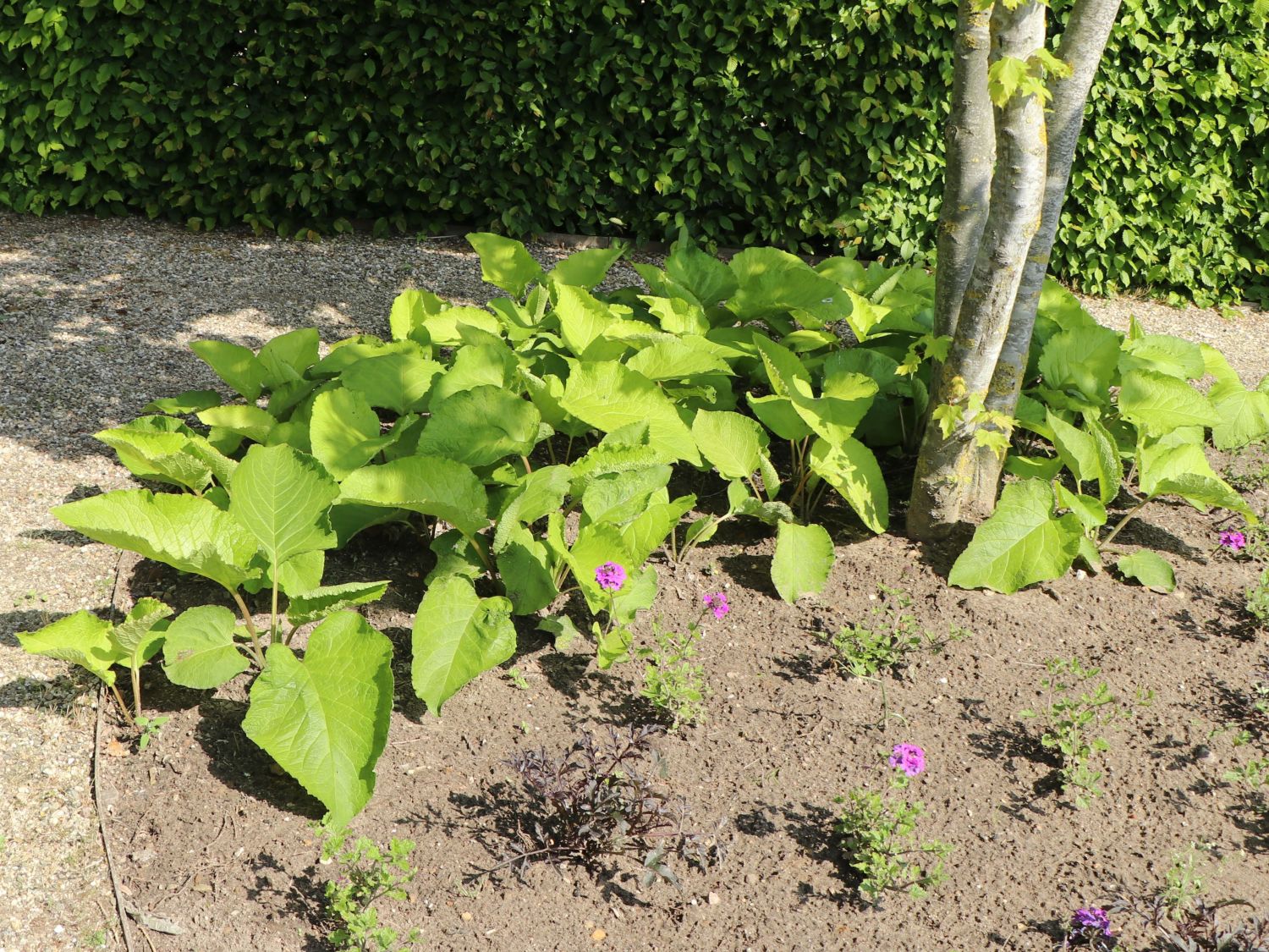 Rauling (Trachystemon)