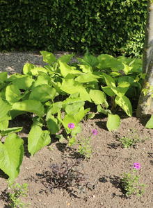 Rauling (Trachystemon)