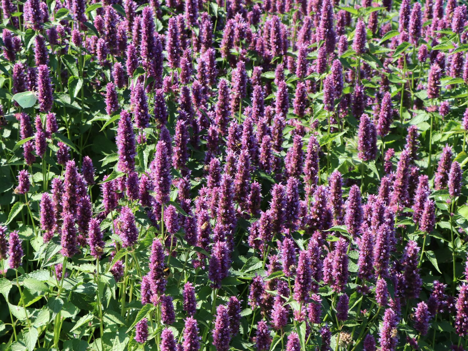 Ostasiatischer Riesenysop / Duftnessel 'Beelicious Purple' - Agastache rugosa 'Beelicious Purple'