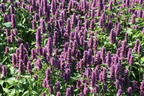 Ostasiatischer Riesenysop / Duftnessel 'Beelicious Purple' - Agastache rugosa 'Beelicious Purple'