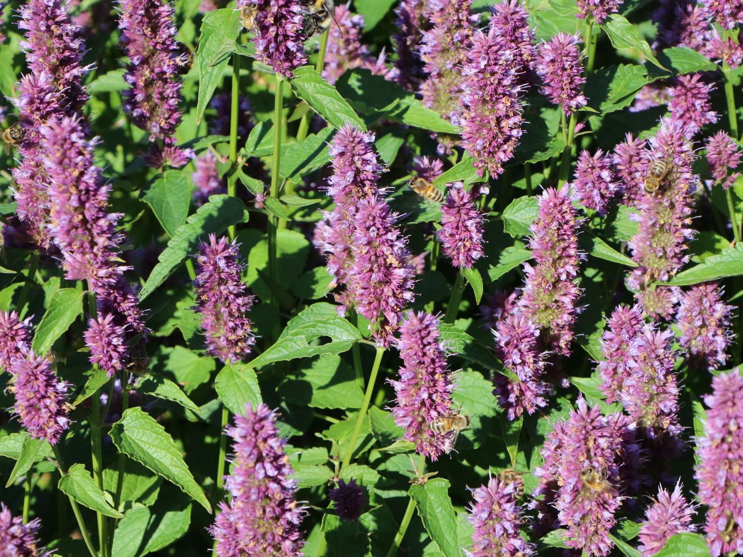 Ostasiatischer Riesenysop / Duftnessel 'Beelicious Purple' - Agastache rugosa 'Beelicious Purple'