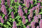 Ostasiatischer Riesenysop / Duftnessel 'Beelicious Purple' - Agastache rugosa 'Beelicious Purple'
