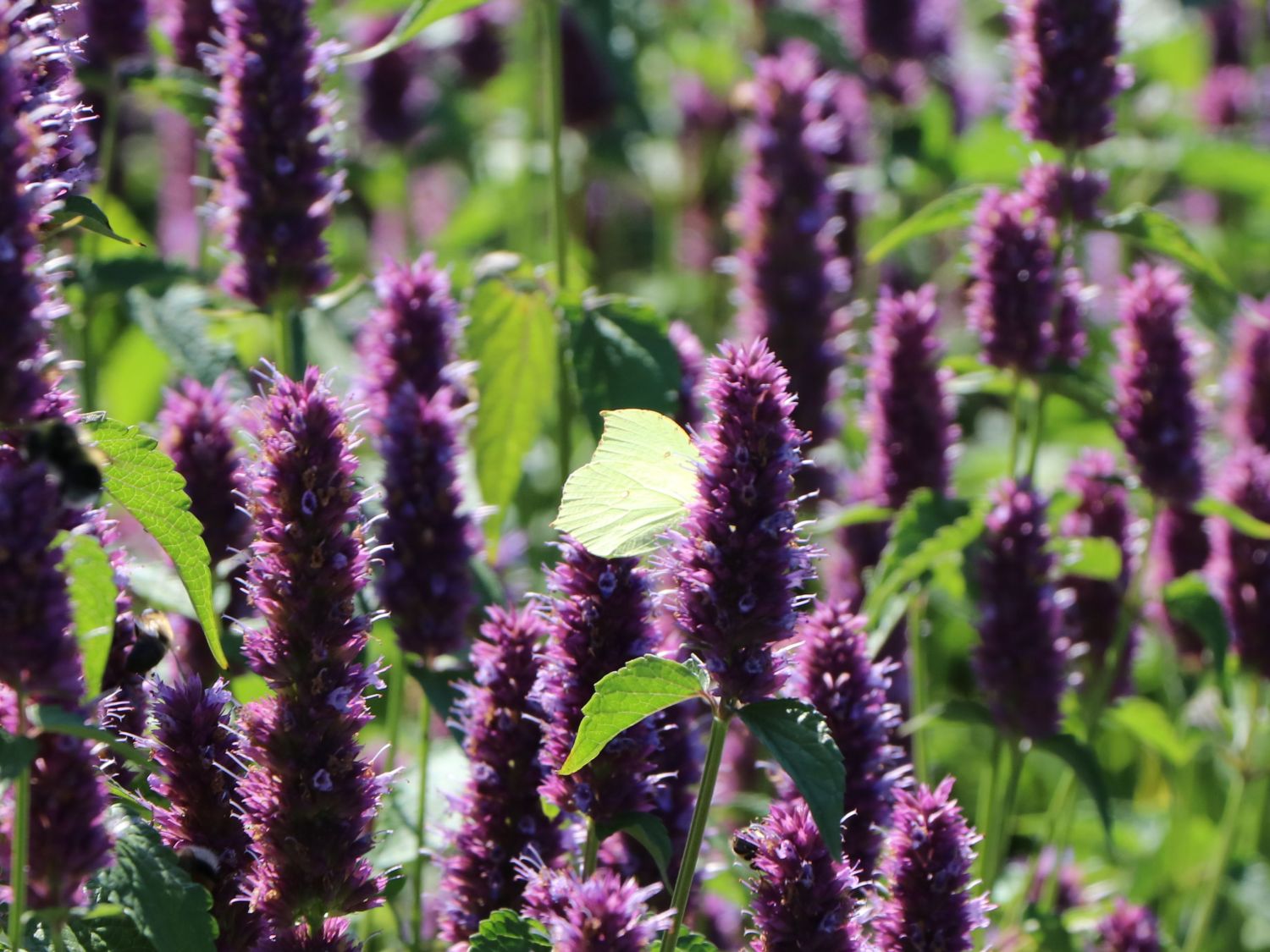 Ostasiatischer Riesenysop / Duftnessel 'Beelicious Purple' - Agastache rugosa 'Beelicious Purple'