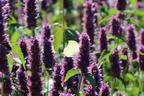 Ostasiatischer Riesenysop / Duftnessel 'Beelicious Purple' - Agastache rugosa 'Beelicious Purple'