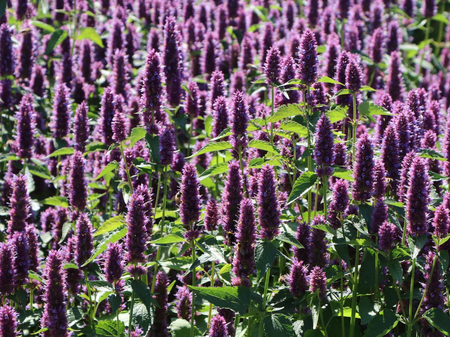 Ostasiatischer Riesenysop / Duftnessel 'Beelicious Purple' - Agastache rugosa 'Beelicious Purple'
