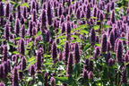 Ostasiatischer Riesenysop / Duftnessel 'Beelicious Purple' - Agastache rugosa 'Beelicious Purple'