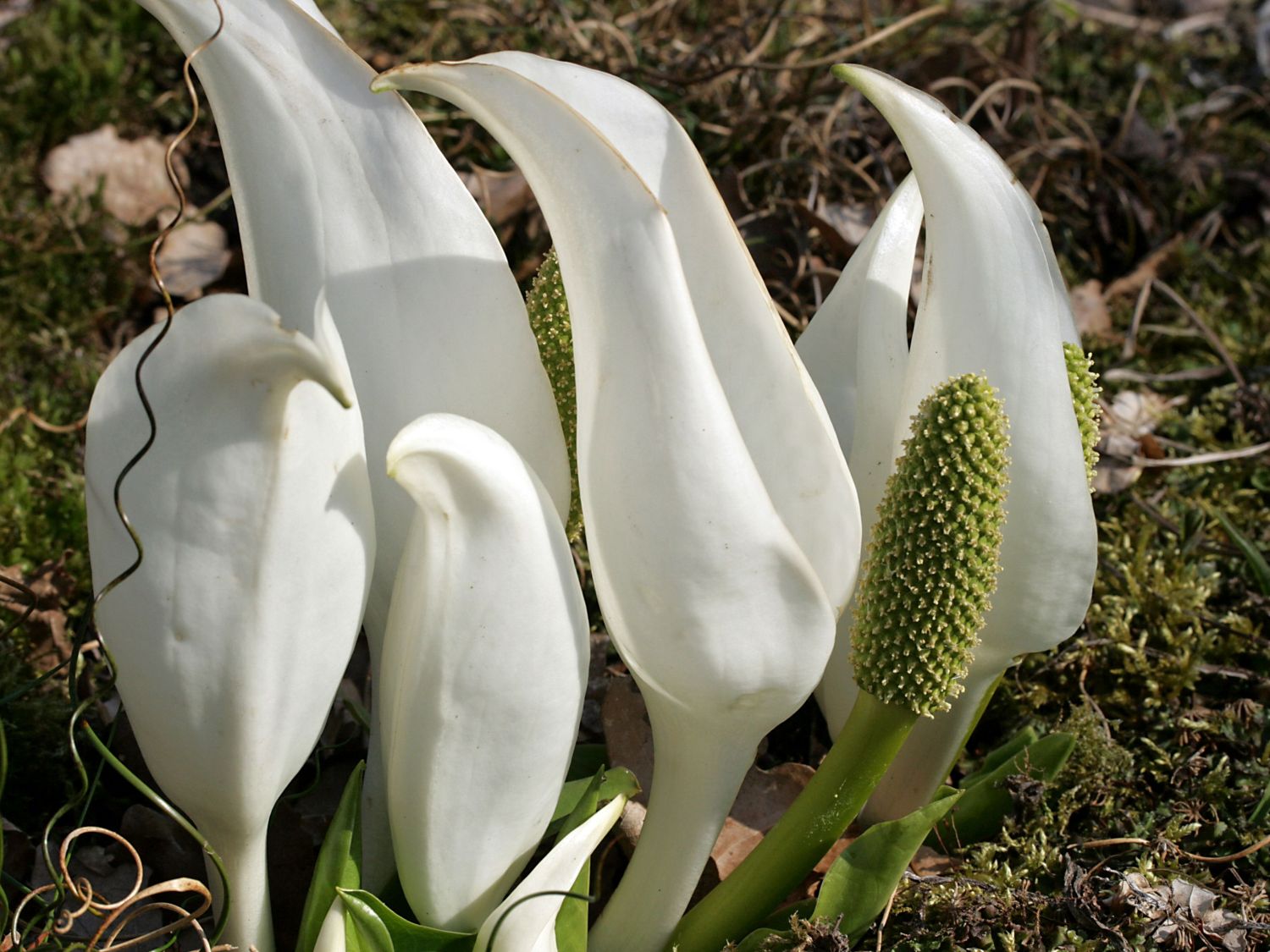 Scheinkalla (Lysichiton)