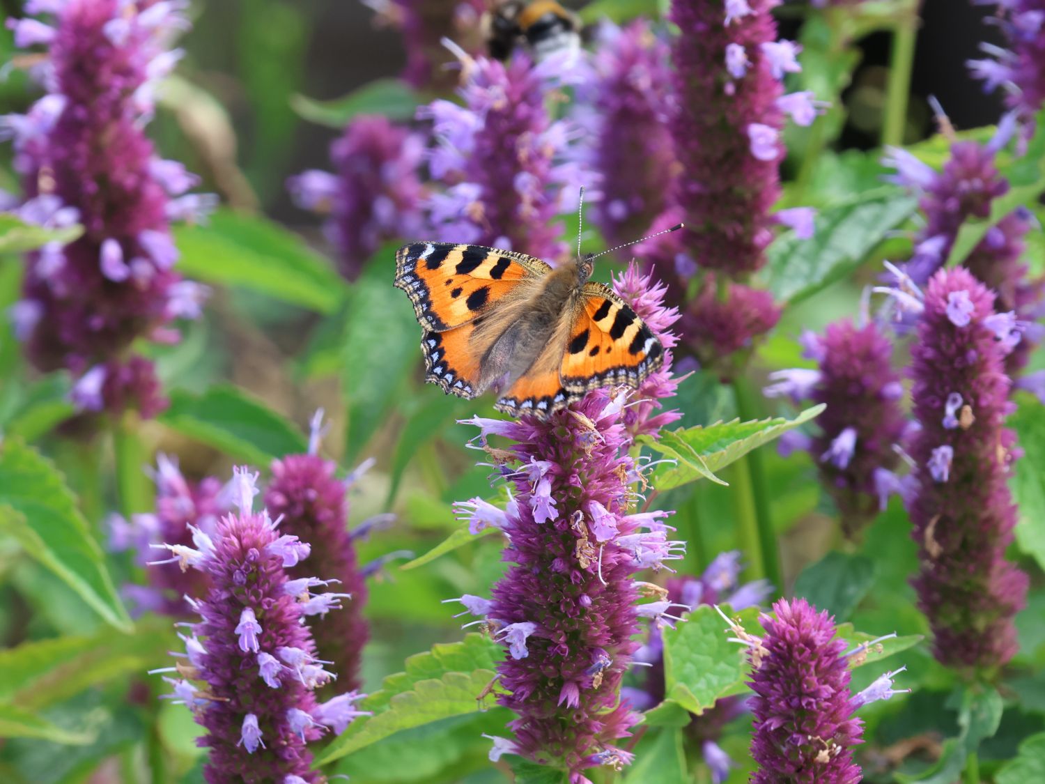 Ostasiatischer Riesenysop / Duftnessel 'Beelicious Purple' - Agastache rugosa 'Beelicious Purple'
