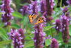 Ostasiatischer Riesenysop / Duftnessel 'Beelicious Purple' - Agastache rugosa 'Beelicious Purple'