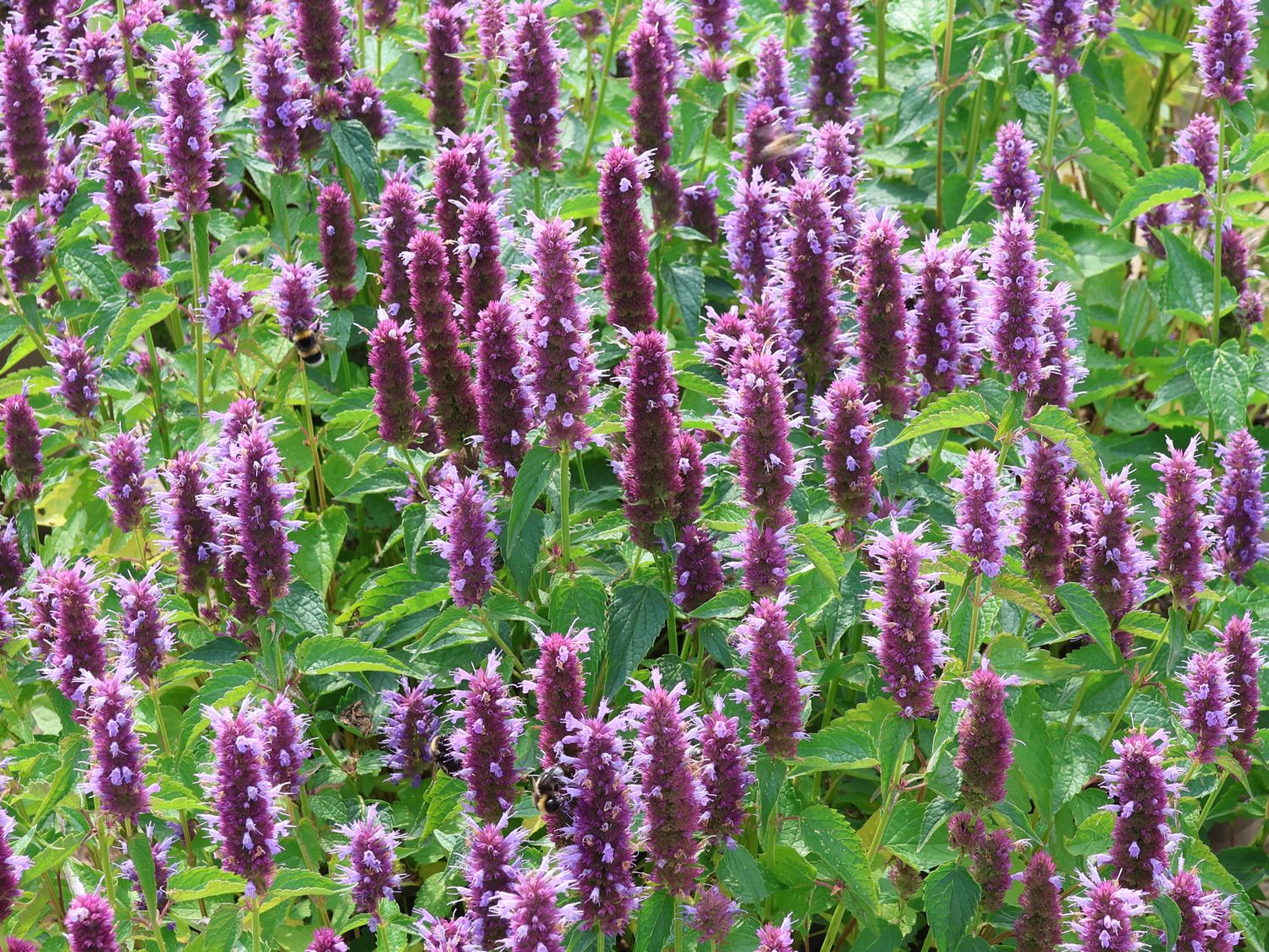 Ostasiatischer Riesenysop / Duftnessel 'Beelicious Purple' - Agastache rugosa 'Beelicious Purple'