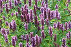Ostasiatischer Riesenysop / Duftnessel 'Beelicious Purple' - Agastache rugosa 'Beelicious Purple'
