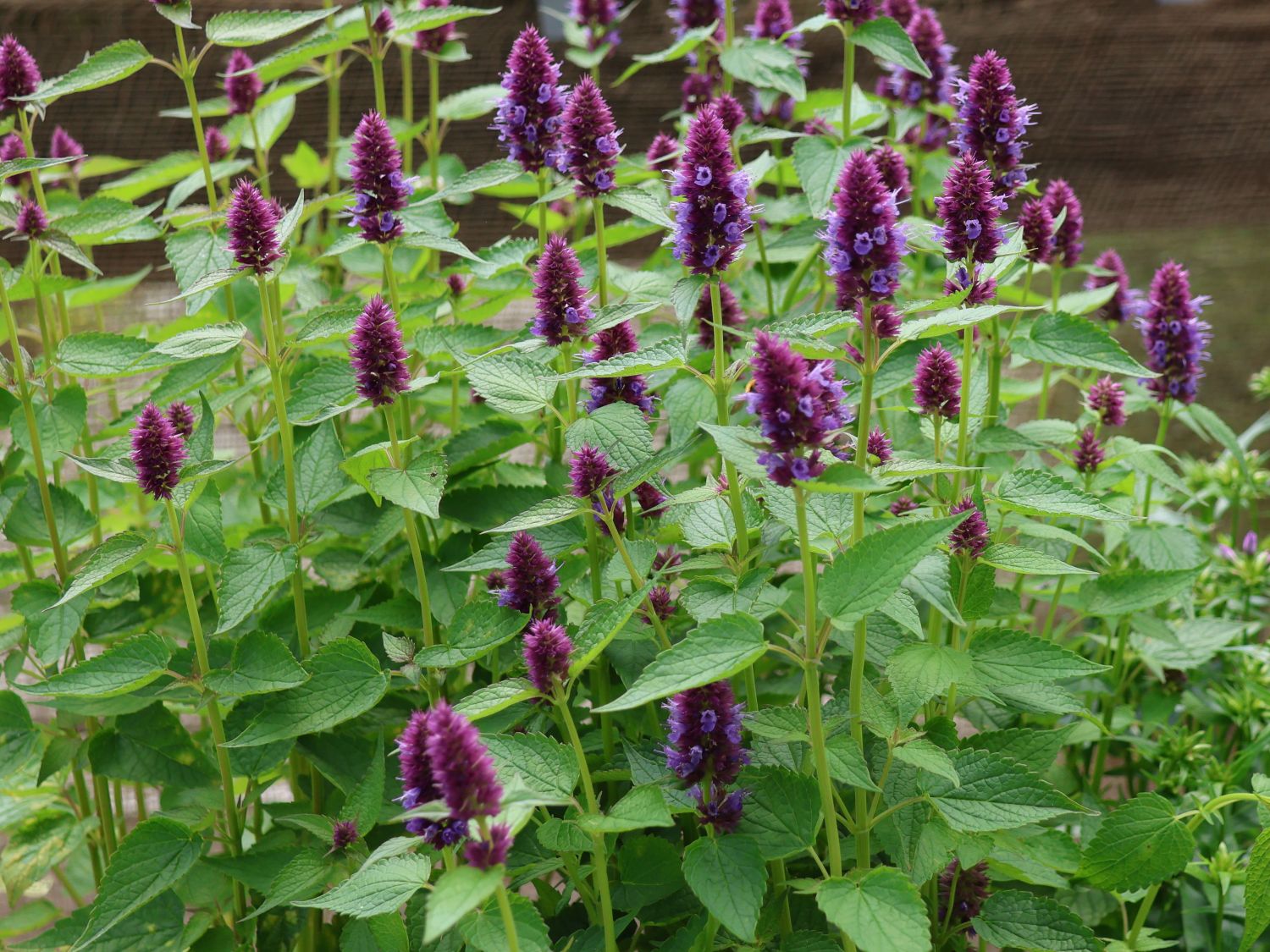Ostasiatischer Riesenysop / Duftnessel 'Beelicious Purple' - Agastache rugosa 'Beelicious Purple'