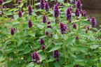 Ostasiatischer Riesenysop / Duftnessel 'Beelicious Purple' - Agastache rugosa 'Beelicious Purple'