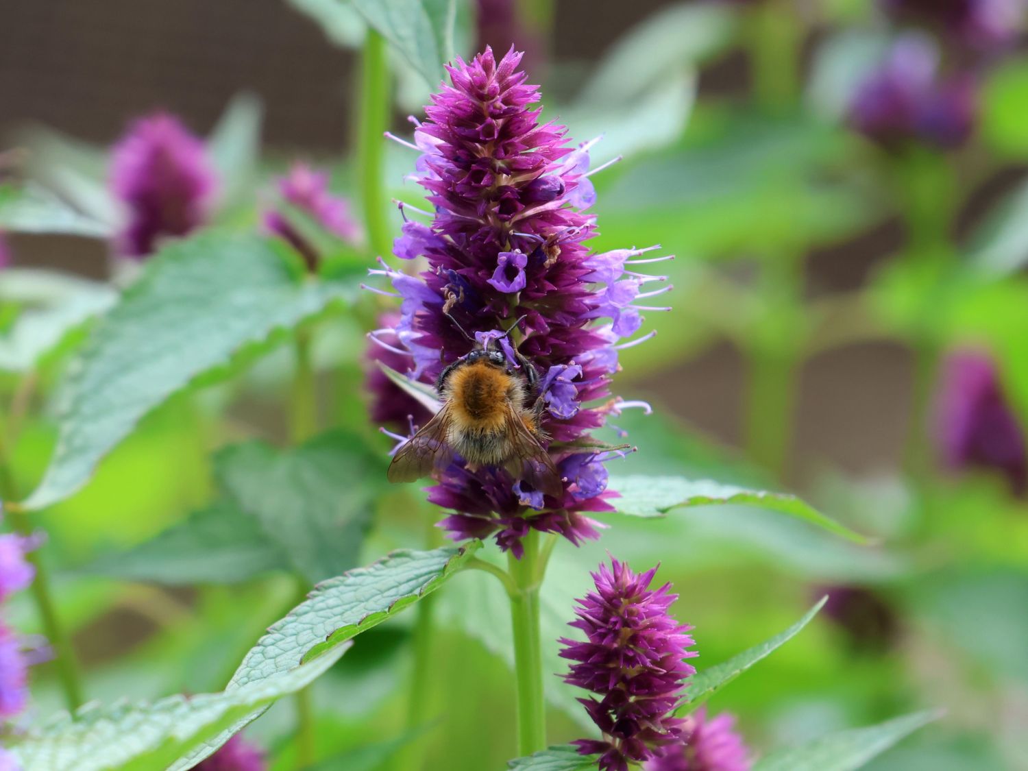 Ostasiatischer Riesenysop / Duftnessel 'Beelicious Purple' - Agastache rugosa 'Beelicious Purple'