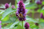 Ostasiatischer Riesenysop / Duftnessel 'Beelicious Purple' - Agastache rugosa 'Beelicious Purple'