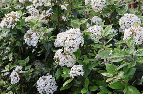 Oster-Schneeball - Viburnum burkwoodii