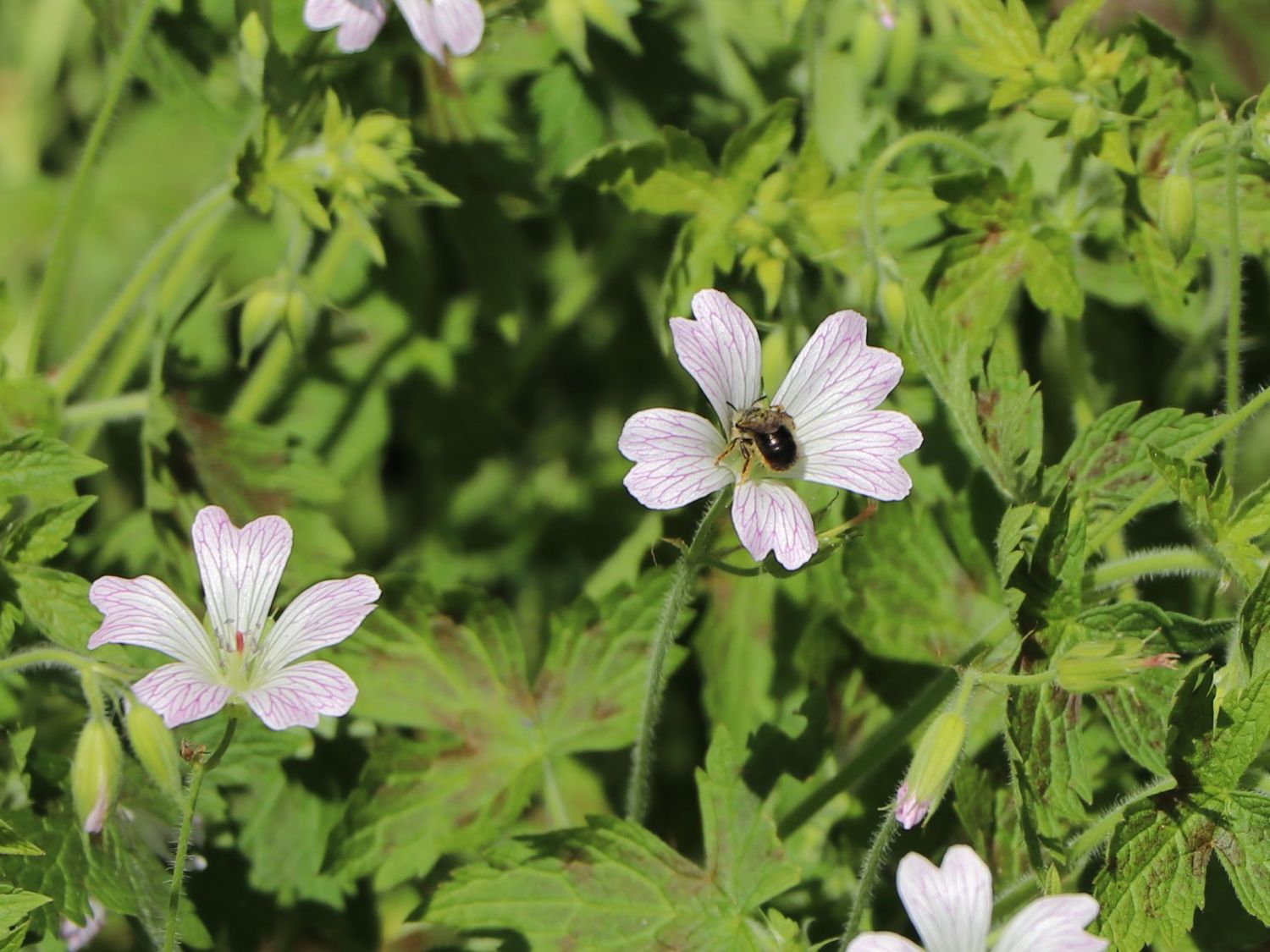 Oxford-Storchschnabel 'Katherine Adele'