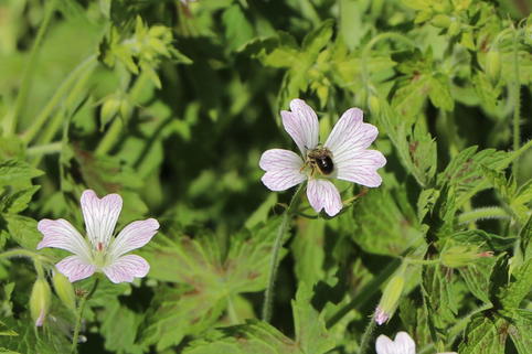 Oxford-Storchschnabel 'Katherine Adele' - Geranium x oxonianum 'Katherine Adele'