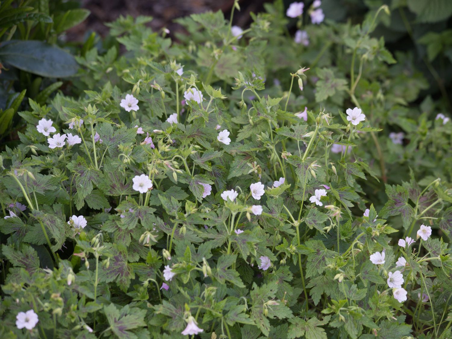 Oxford-Storchschnabel 'Katherine Adele' - Geranium x oxonianum 'Katherine Adele'