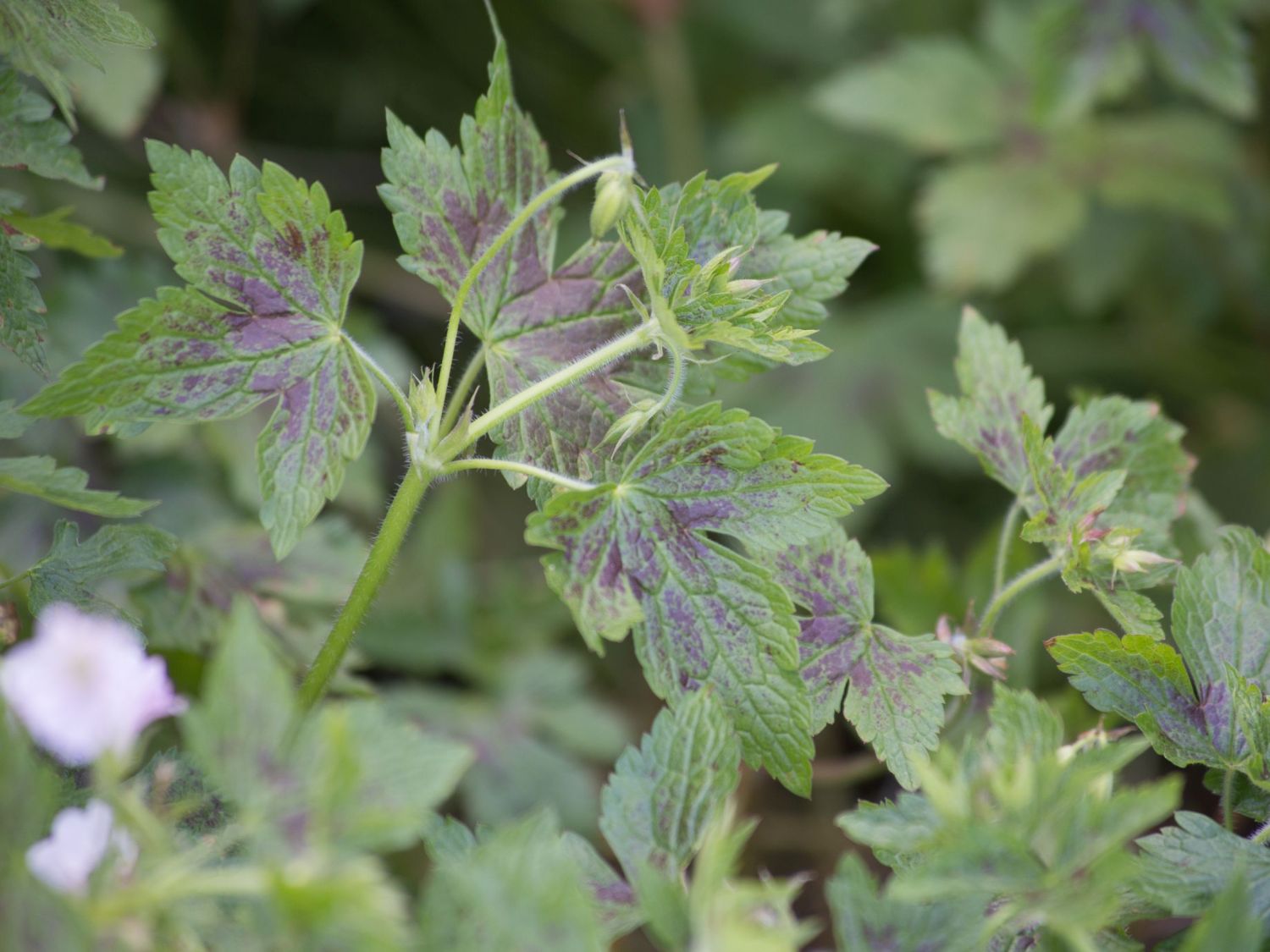 Oxford-Storchschnabel 'Katherine Adele' - Geranium x oxonianum 'Katherine Adele'