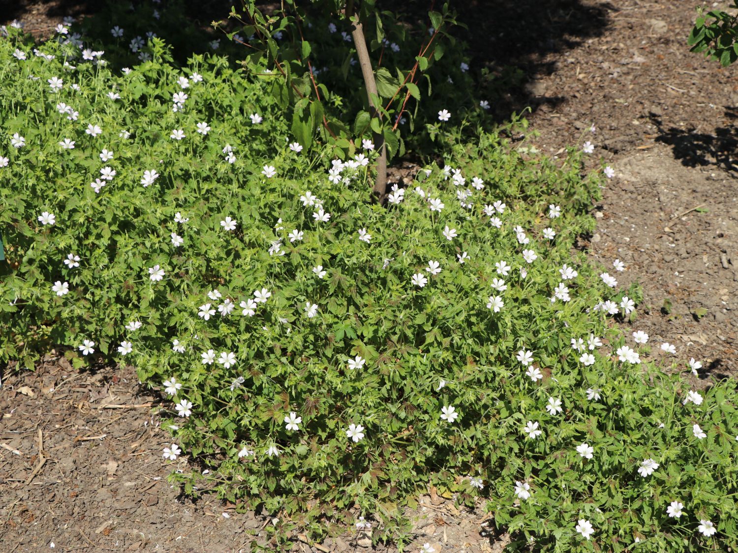 Oxford-Storchschnabel 'Katherine Adele' - Geranium x oxonianum 'Katherine Adele'
