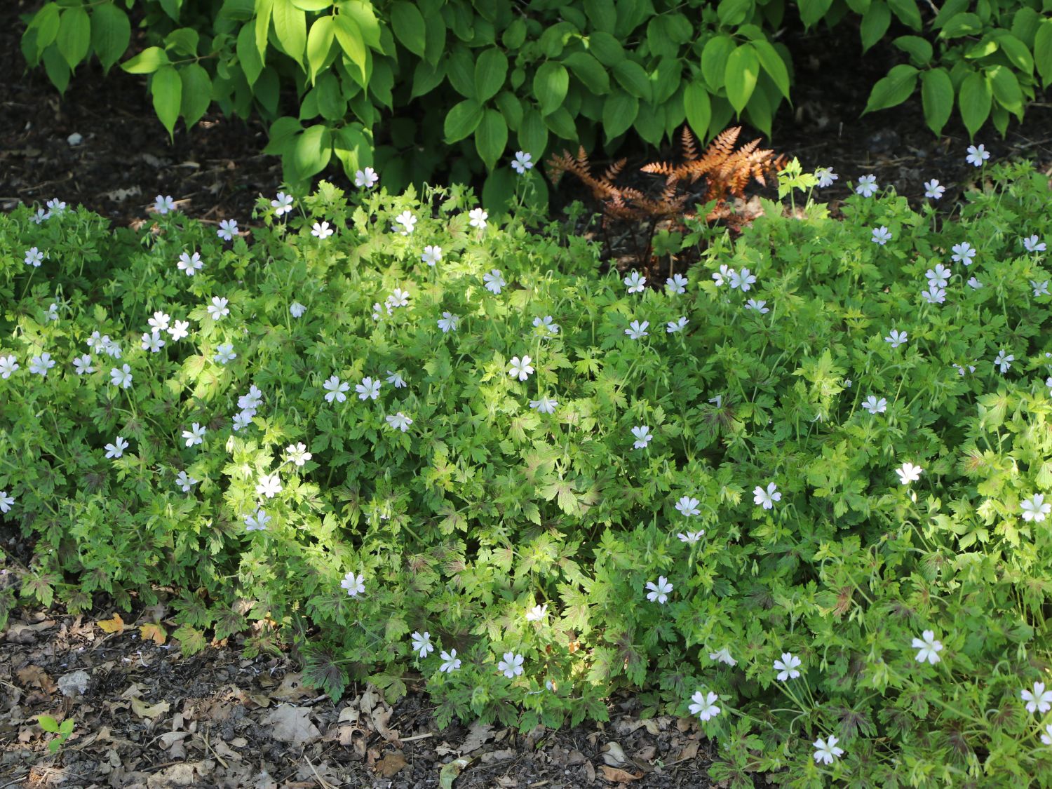 Oxford-Storchschnabel 'Katherine Adele' - Geranium x oxonianum 'Katherine Adele'