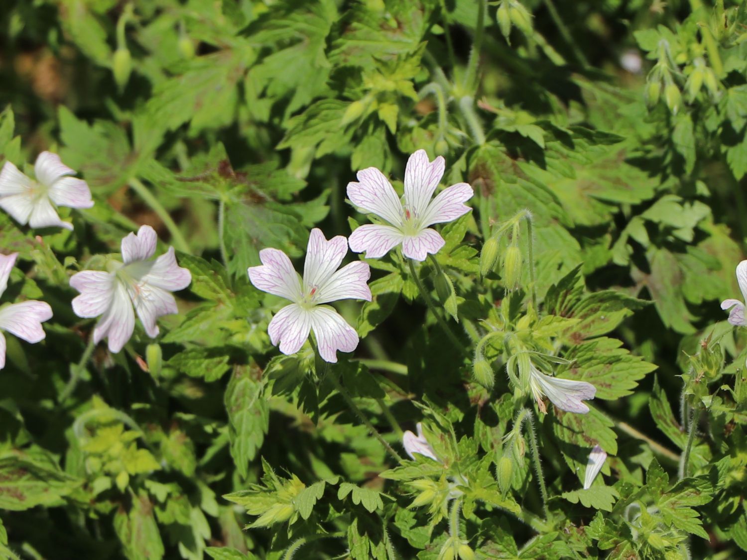 Oxford-Storchschnabel 'Katherine Adele' - Geranium x oxonianum 'Katherine Adele'