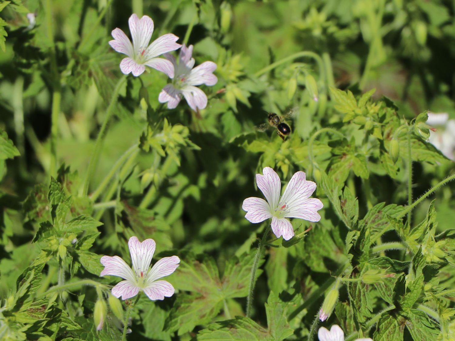 Oxford-Storchschnabel 'Katherine Adele' - Geranium x oxonianum 'Katherine Adele'