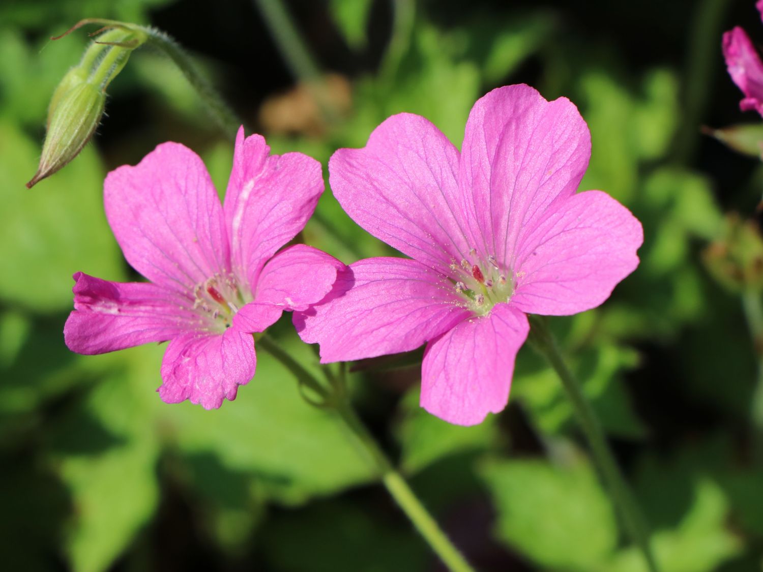 Oxford Storchschnabel 'Rosenlicht