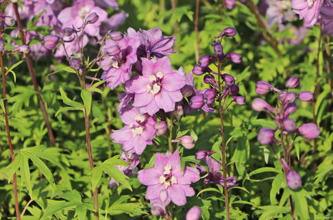 Pacific-Rittersporn 'Astolat' - Delphinium x cultorum Pacific 'Astolat'