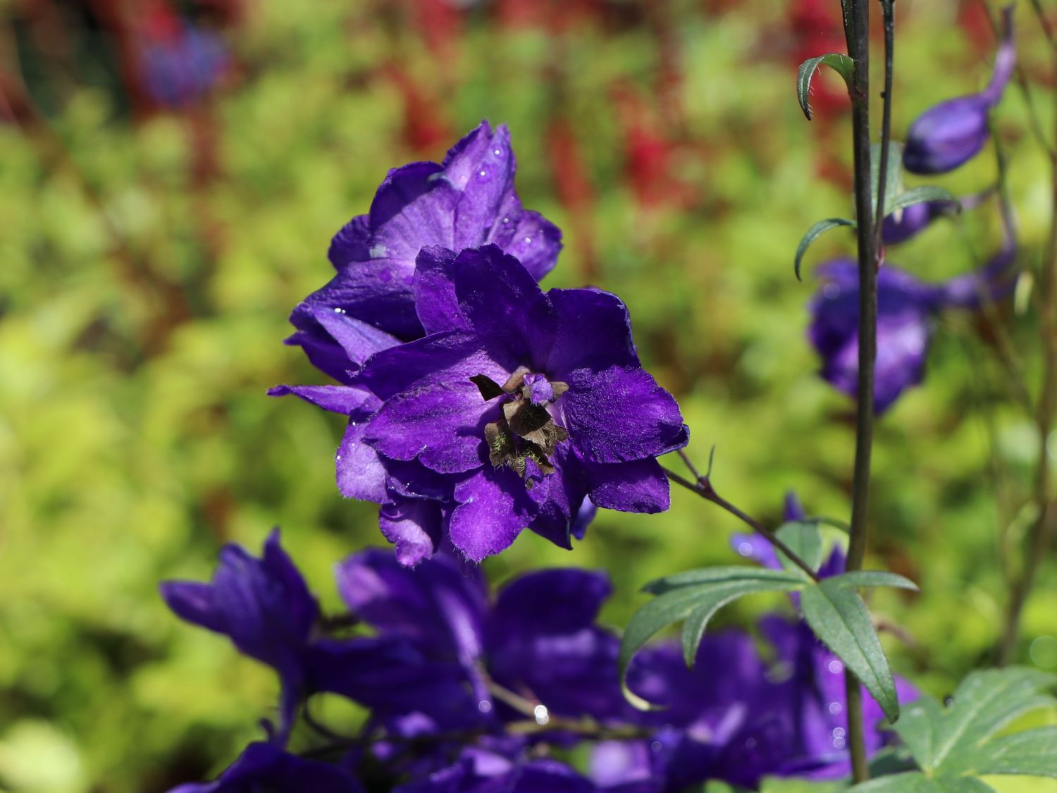 Pacific-Rittersporn 'Black Knight' - Delphinium x cultorum Pacific 'Black Knight'