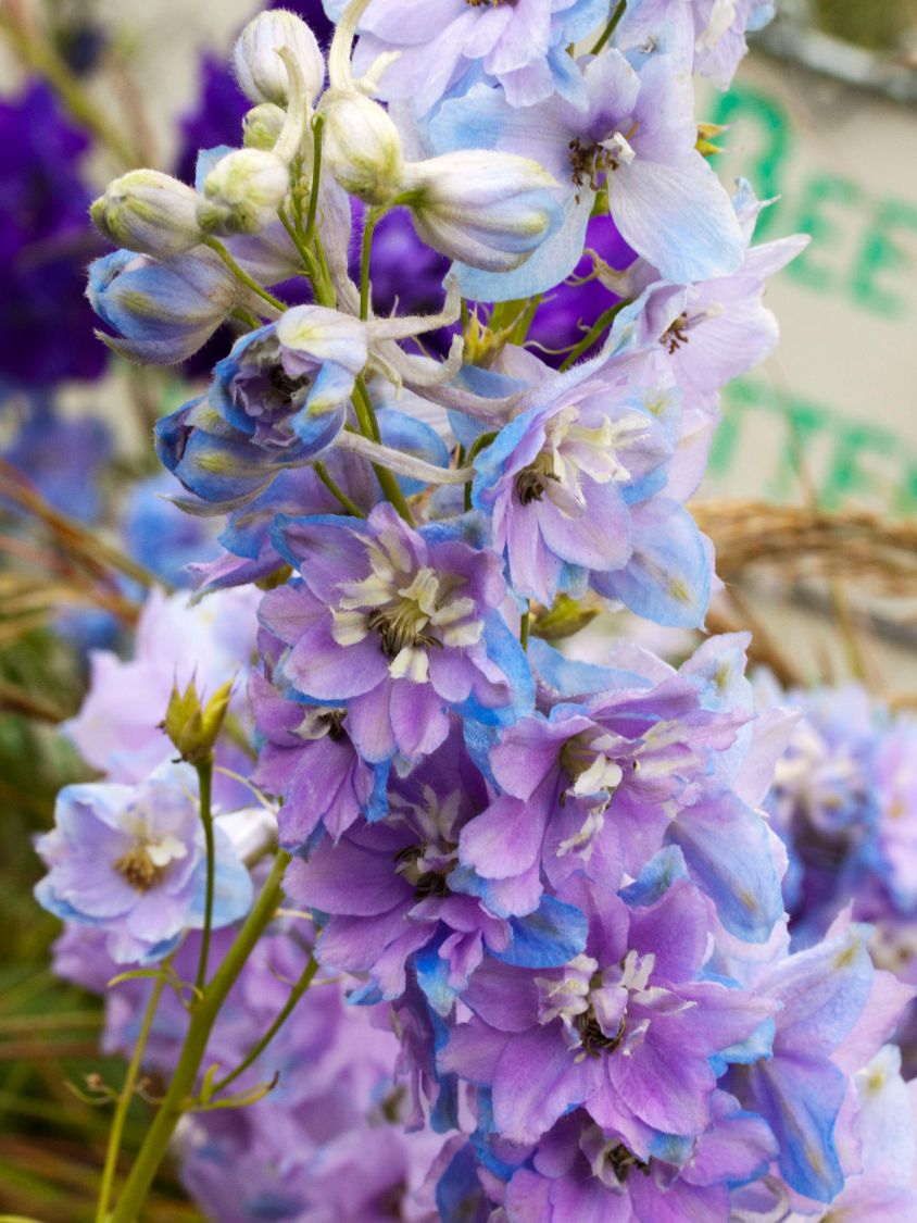 Pacific-Rittersporn 'Camelliard'