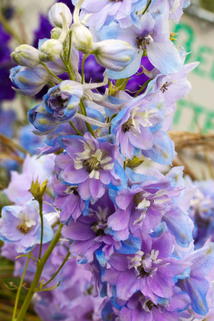 Pacific-Rittersporn 'Camelliard' - Delphinium x cultorum Pacific 'Camelliard'