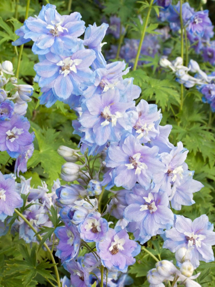 Pacific-Rittersporn 'Camelliard' - Delphinium x cultorum Pacific 'Camelliard'