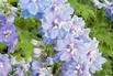 Pacific-Rittersporn 'Camelliard' - Delphinium x cultorum Pacific 'Camelliard'